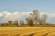 Field