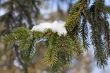 Fir