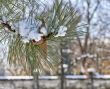 Pine cone