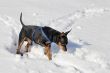 Dog in the snow