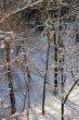 snowy landscape, winter in Russia