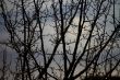  snowy landscape, winter in Russia