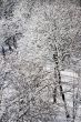  snowy landscape, winter in Russia