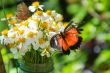 Butterfly on flowers