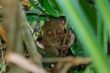 Tarsier