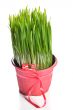 Green wheat grass