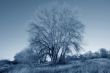 Winter tree