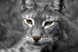 The lynx
