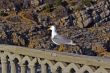 Crimean seagull