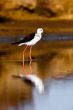 Black-Winged Stilt