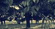  Cherry trees