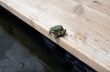 The frog