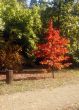 Autumn tree