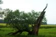 Withered tree