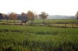 Horses on a pasture