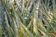 Drops