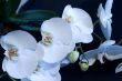 White phalaenopsis orchid on a black background.