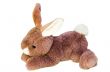 Isolate beautiful plush rabbit