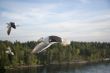 sea gull flying in the blue sky