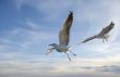 sea gull flying in the blue sky