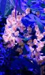 Beautiful exotic flowers