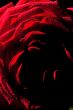 Red rose