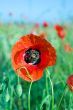 Beautiful red poppy