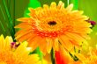 Beautiful sunny flower