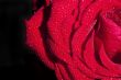 Red rose