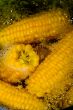 cooked corn