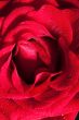 Red rose