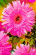Beautiful pink flowers