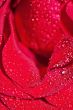 Red rose
