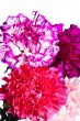 Carnation flowers