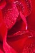 Red rose