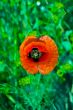 Beautiful red poppy