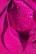 Pink rose