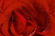 Red rose