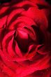 Red rose