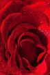 Red rose