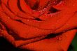 Red rose