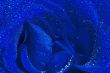 Blue rose