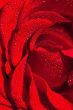 Red rose