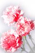 Carnation flowers
