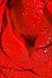 Red rose
