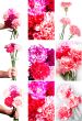 set of images of flowers carnation