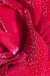 Red rose