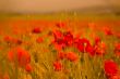POPPY FLOWER