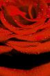 Red rose