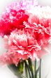 Carnation flowers